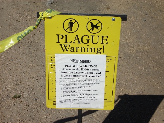 Bubonic Plague